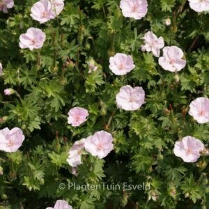 Geranium sanguineum 'Apfelbluete'