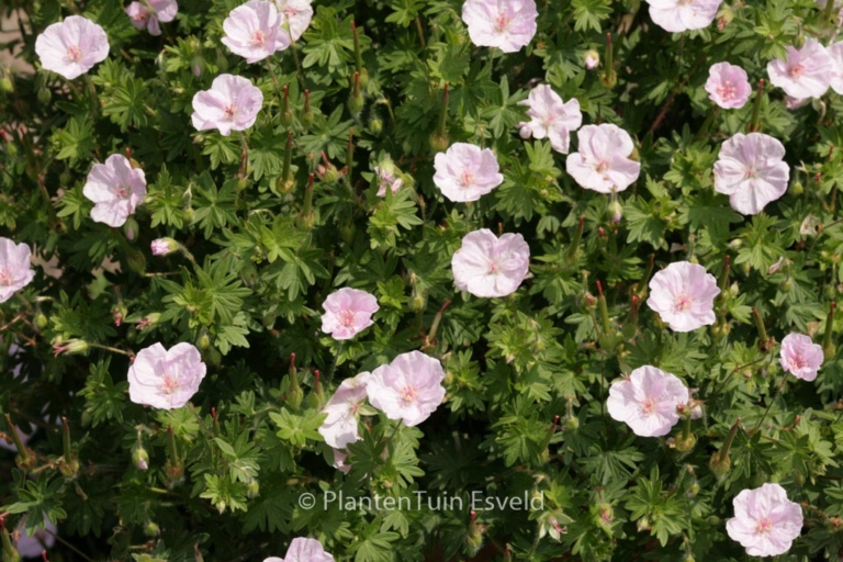 Geranium sanguineum 'Apfelbluete'