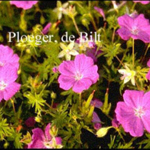 Geranium sanguineum 'New Hampshire Purple'