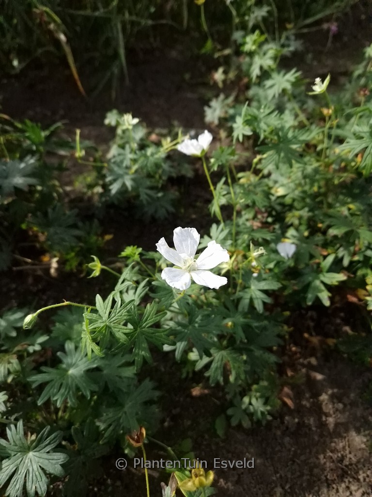 Geranium sanguineum 'Snowflake'