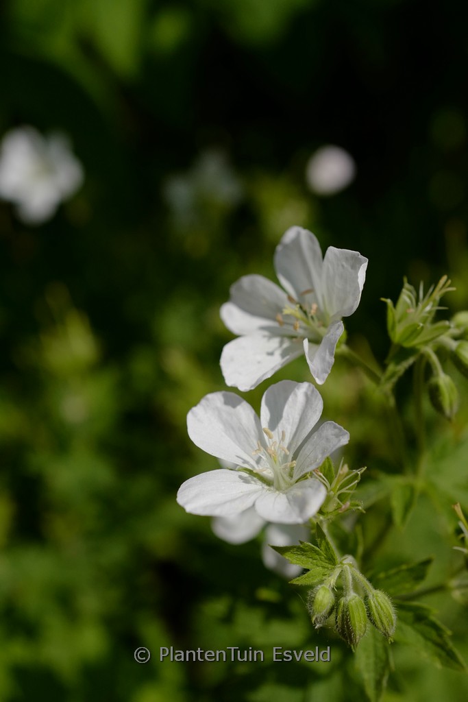 Geranium sylvaticum 'Album'