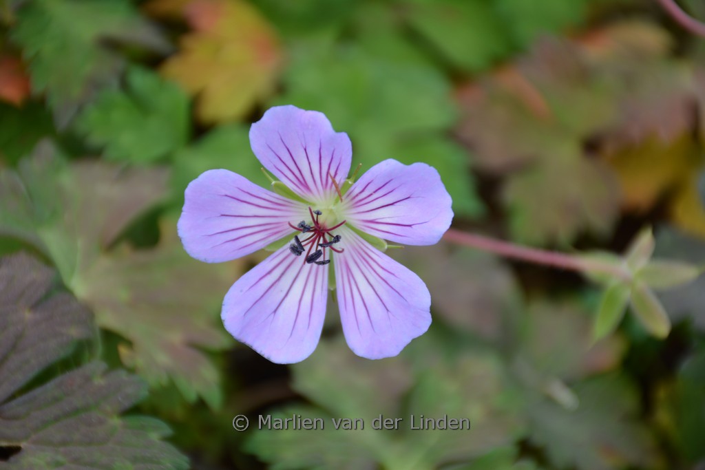 Geranium wallichianum 'Magical Joy'