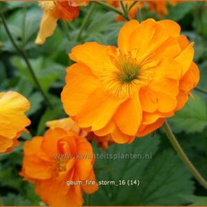 Geum 'Fire Storm'