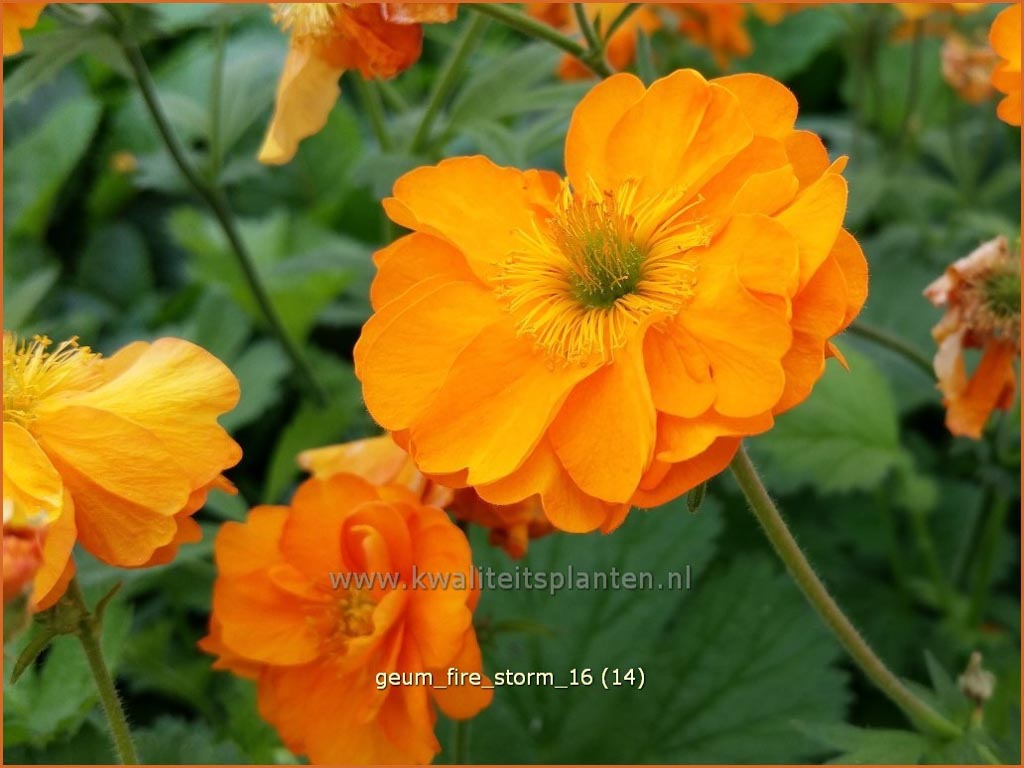 Geum 'Fire Storm'