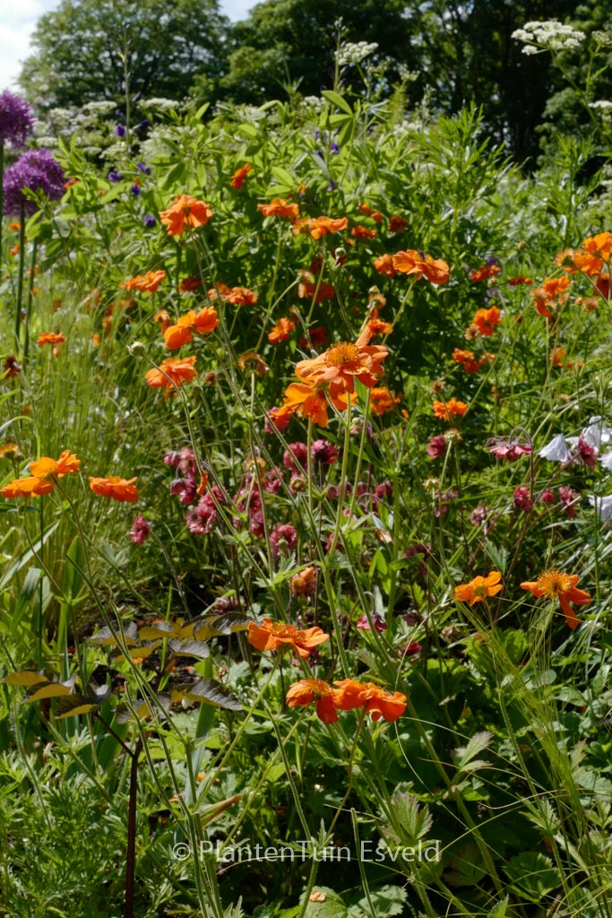 Geum 'Prinses Juliana'