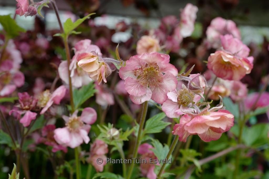 Geum 'Tempo Rose'