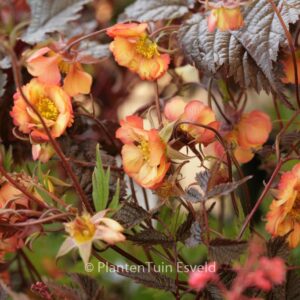 Geum 'Wet Kiss'
