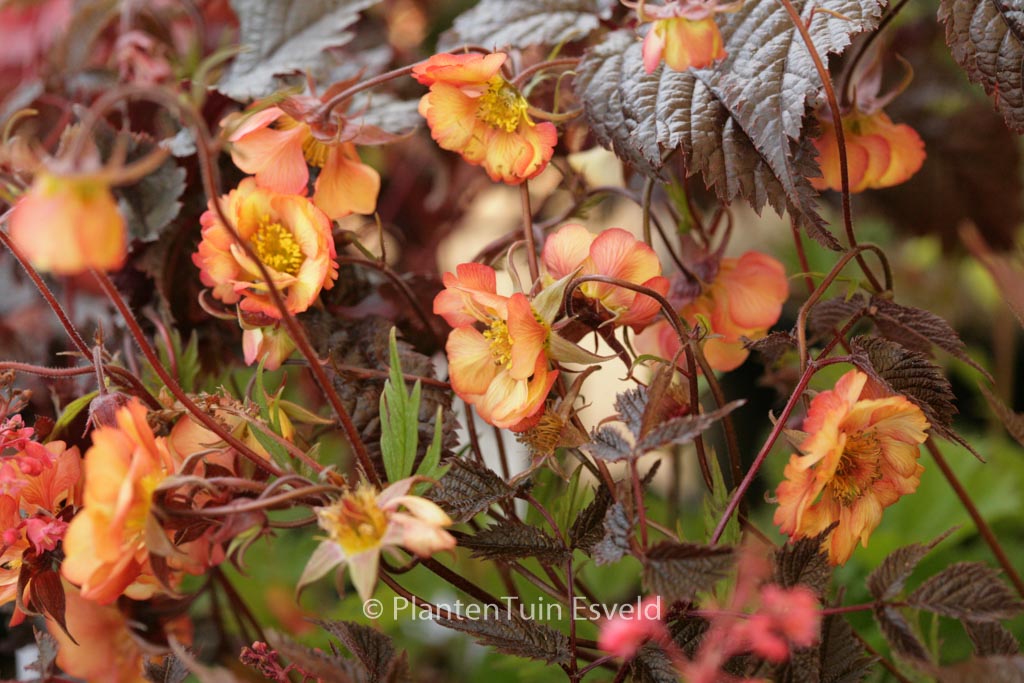 Geum 'Wet Kiss'