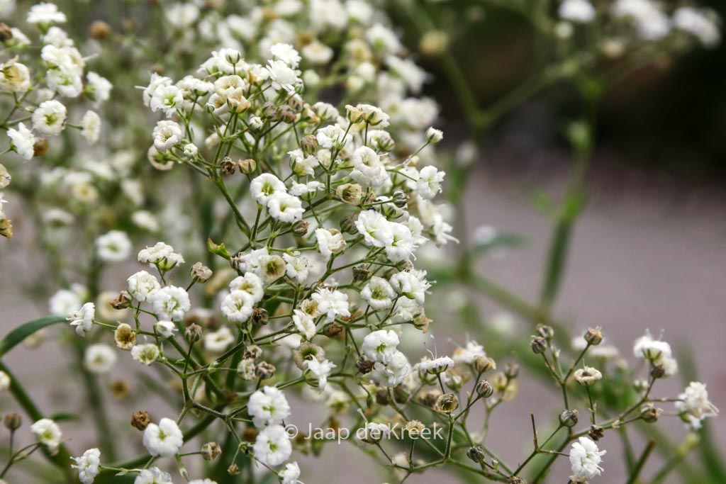 Gypsophila paniculata 'Festival'