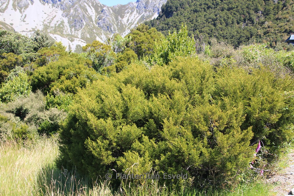 Halocarpus bidwillii