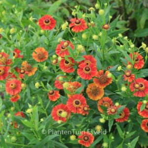 Helenium 'Flammendes Kaethchen'