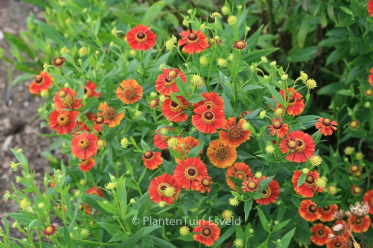 Helenium 'Flammendes Kaethchen'