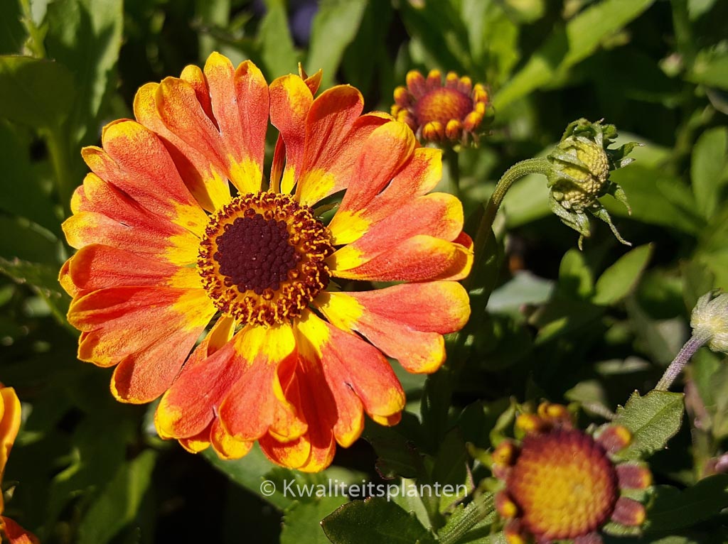 Helenium 'Fuego'