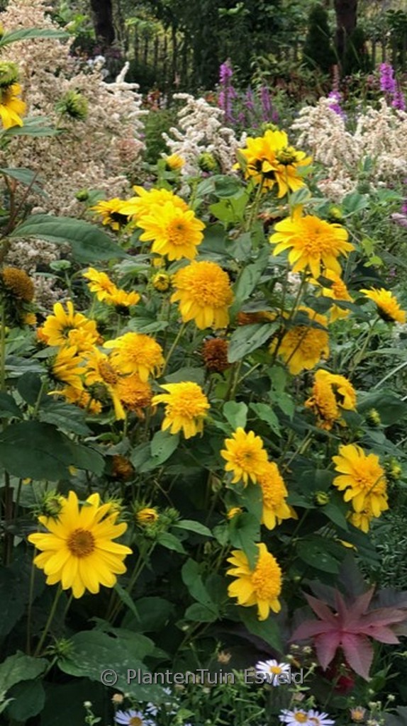 Helianthus 'Happy Days'