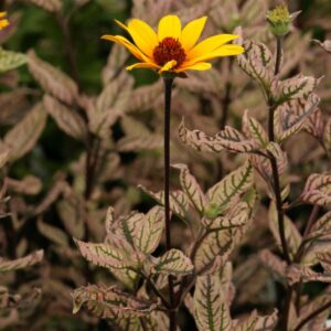 Heliopsis helianthoides 'Summer Pink'