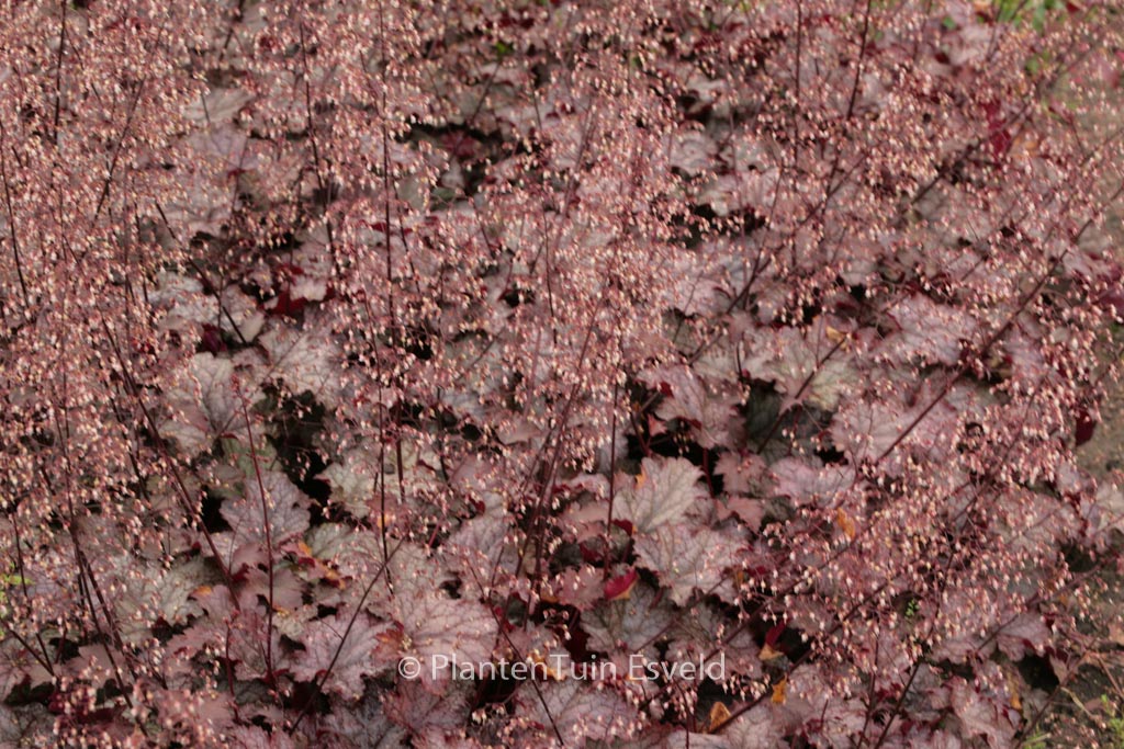Heuchera 'Amethyst Mist'