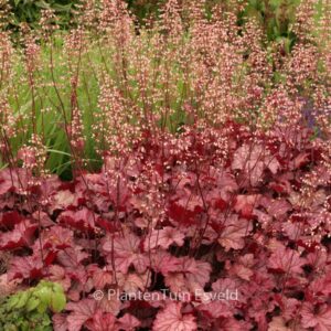 Heuchera 'Berry Smoothie'