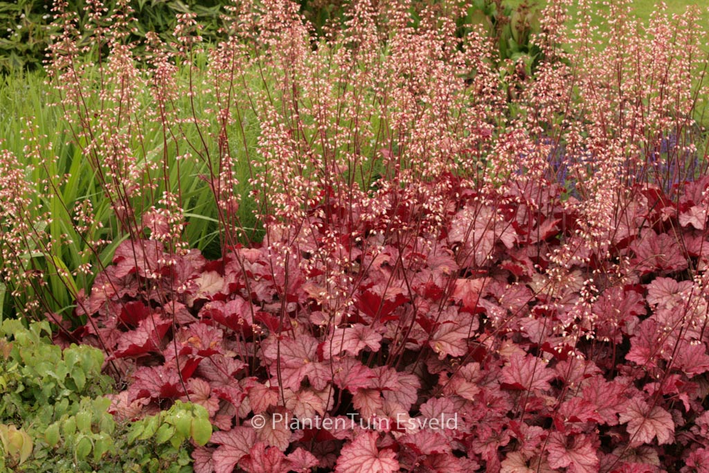 Heuchera 'Berry Smoothie'