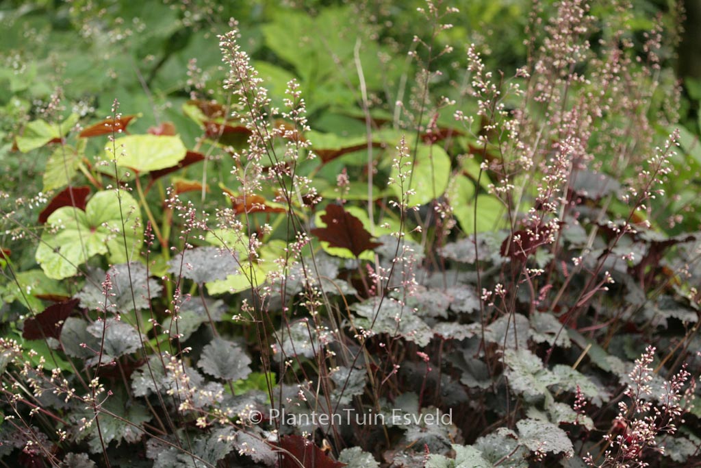 Heuchera 'Binoche'