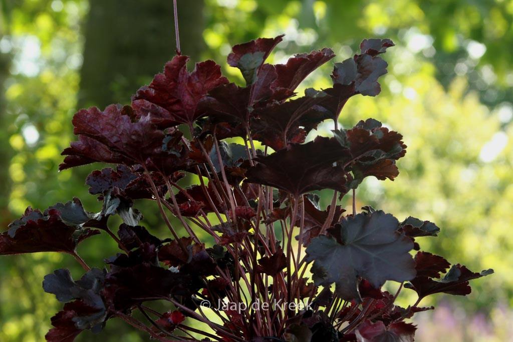 Heuchera 'Black Beauty'