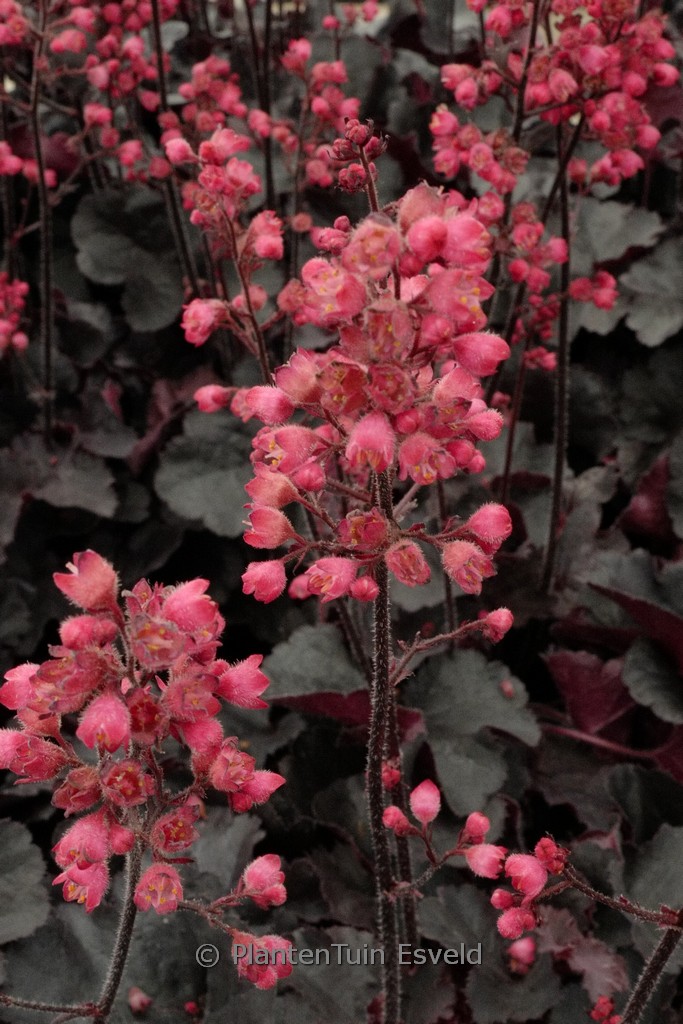 Heuchera 'Black Forest Cake'