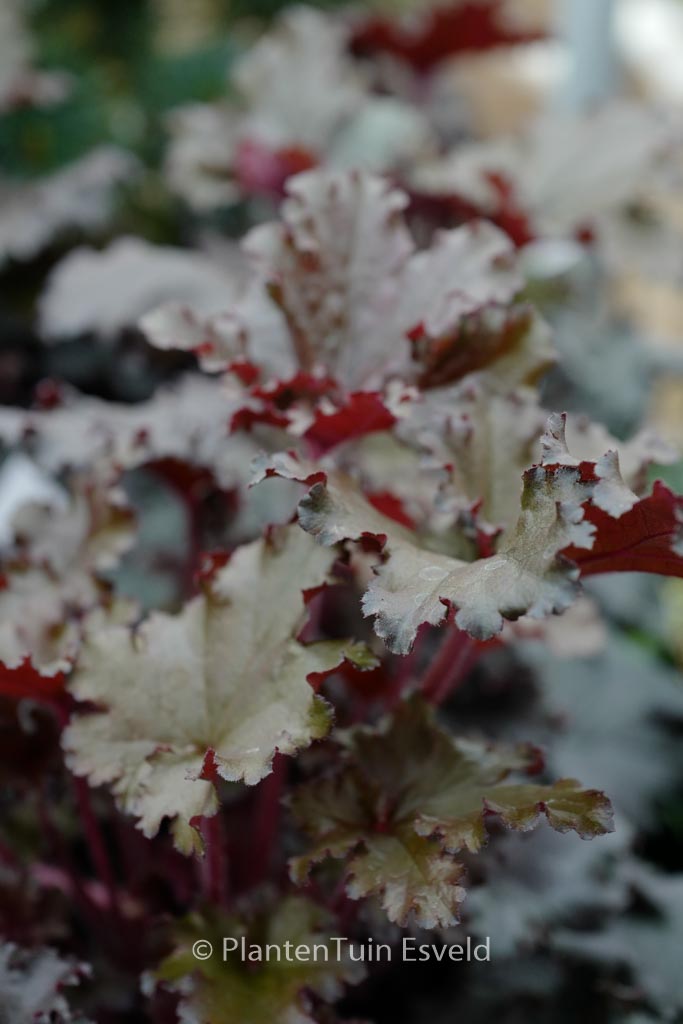 Heuchera 'Black Taffeta'