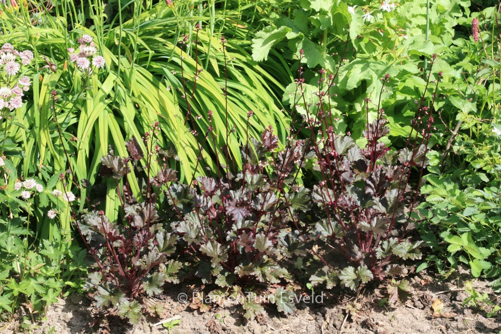 Heuchera 'Blackout'