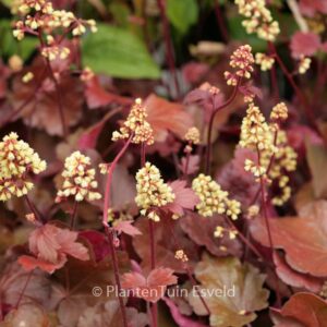 Heuchera 'Blondie' (LITTLE CUTIES SERIE)