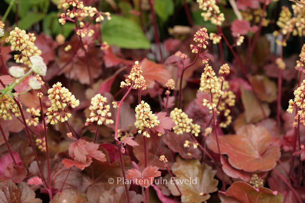 Heuchera 'Blondie' (LITTLE CUTIES SERIE)
