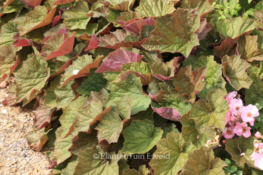 Heuchera 'Brownies'