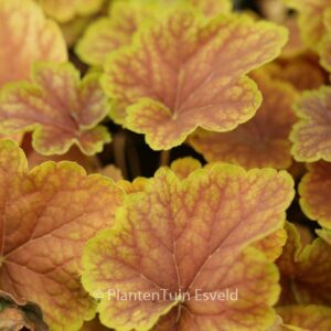 Heuchera 'Delta Dawn'
