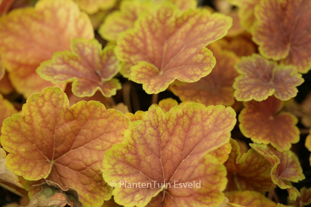 Heuchera 'Delta Dawn'