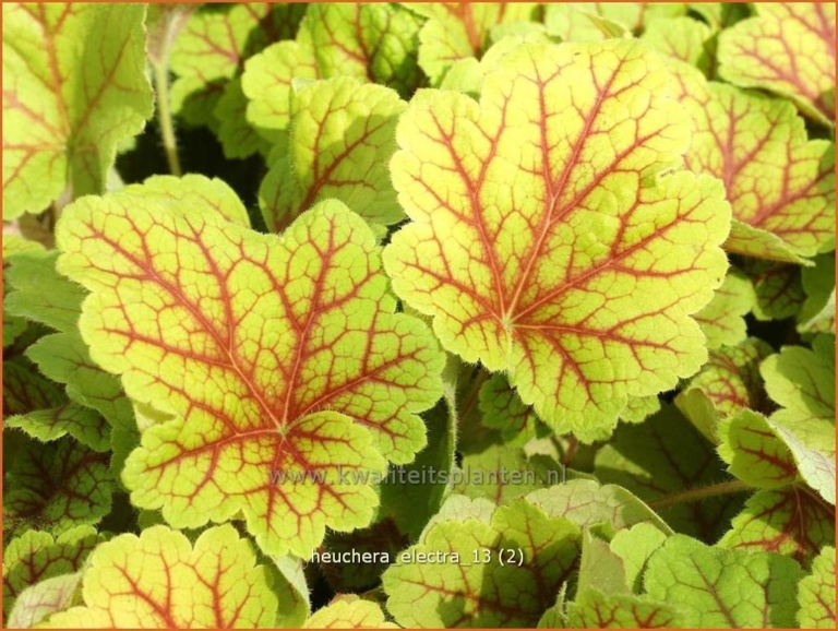 Heuchera 'Electra'