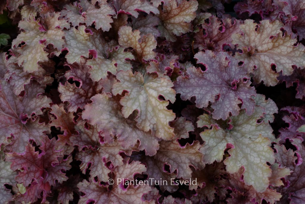 Heuchera 'Ginger Peach'