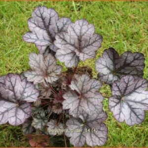 Heuchera 'Glitter'
