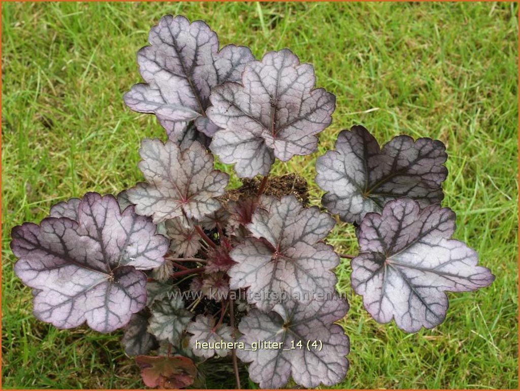 Heuchera 'Glitter'