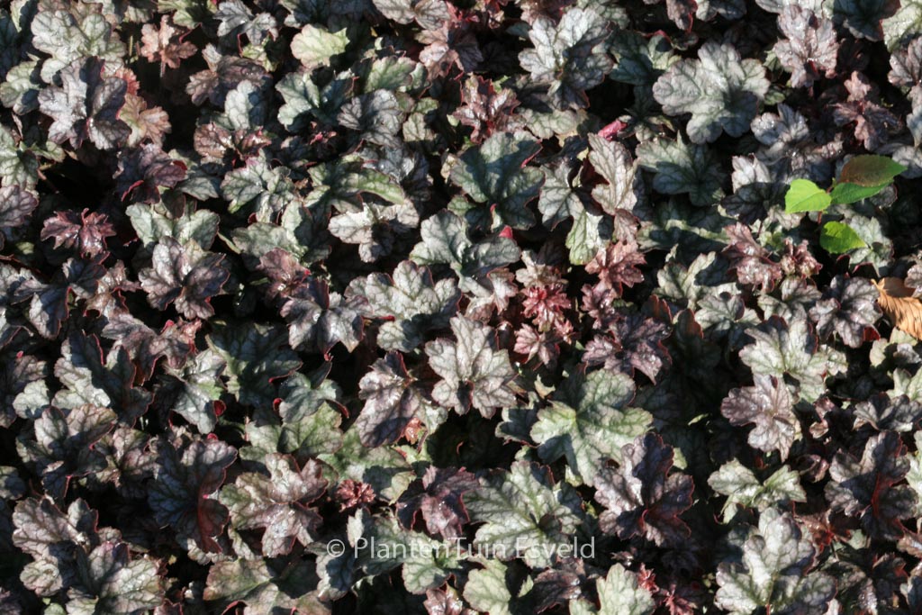 Heuchera 'Hollywood'