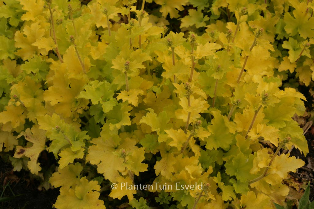 Heuchera 'Lime Marmalade'