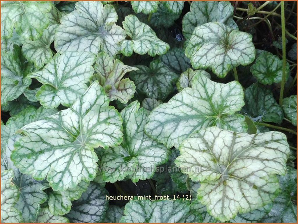 Heuchera 'Mint Frost'