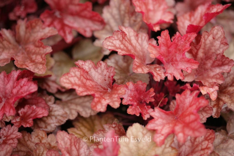 Heuchera 'Peach Flambe'