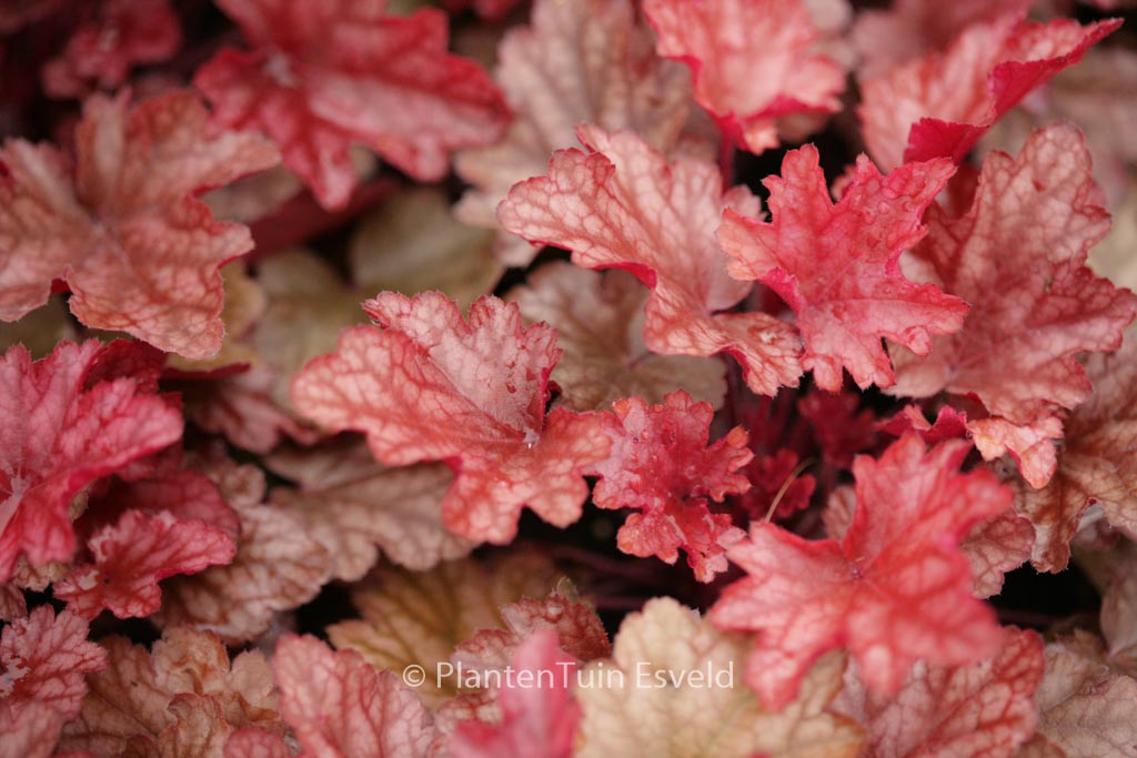 Heuchera 'Peach Flambe'