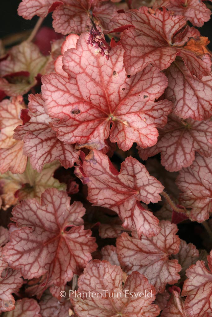 Heuchera 'Pinot Gris'