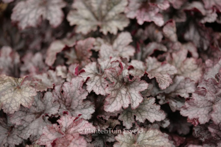 Heuchera 'Plum Pudding'