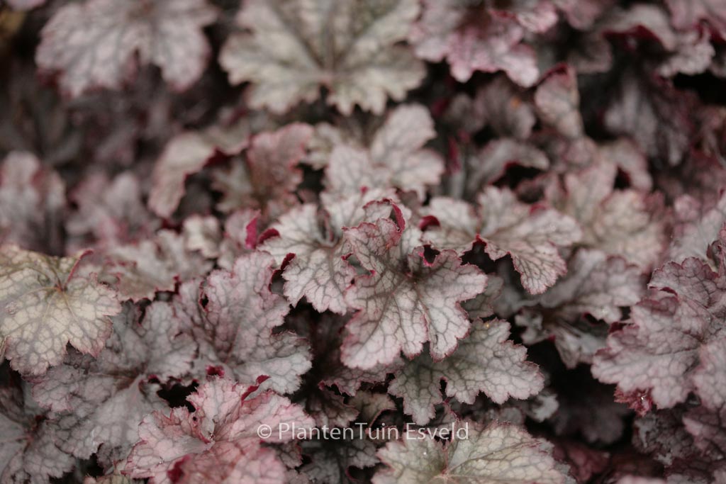 Heuchera 'Plum Pudding'
