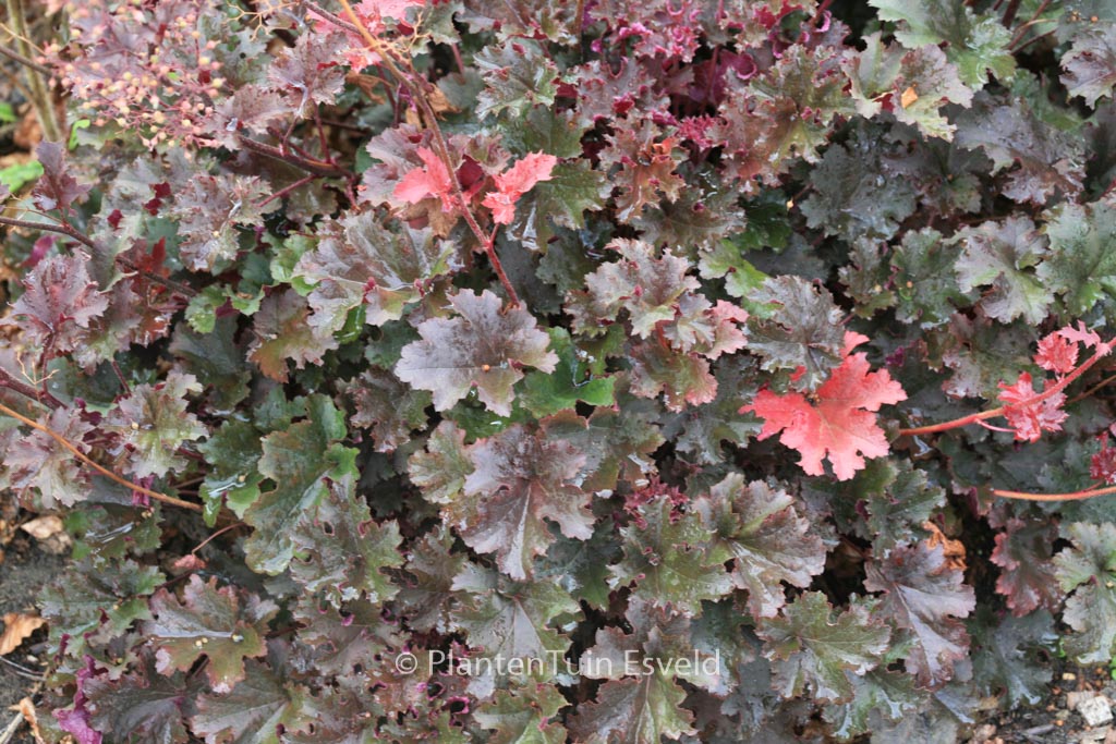 Heuchera 'Purple Petticoats'