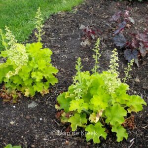 Heuchera 'Rex Lime'