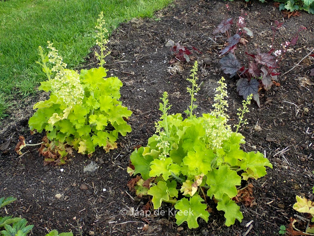 Heuchera 'Rex Lime'