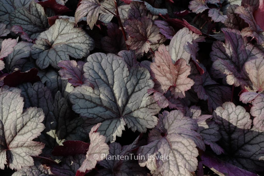 Heuchera 'Shanghai'