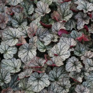 Heuchera 'Silver Scrolls'