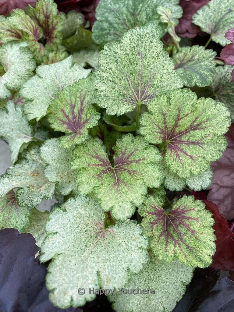 Heuchera 'Snowy Panky' (HAPPY YOUCHERA)